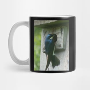 Swallow Bird Checking Out a Birdhouse Mug